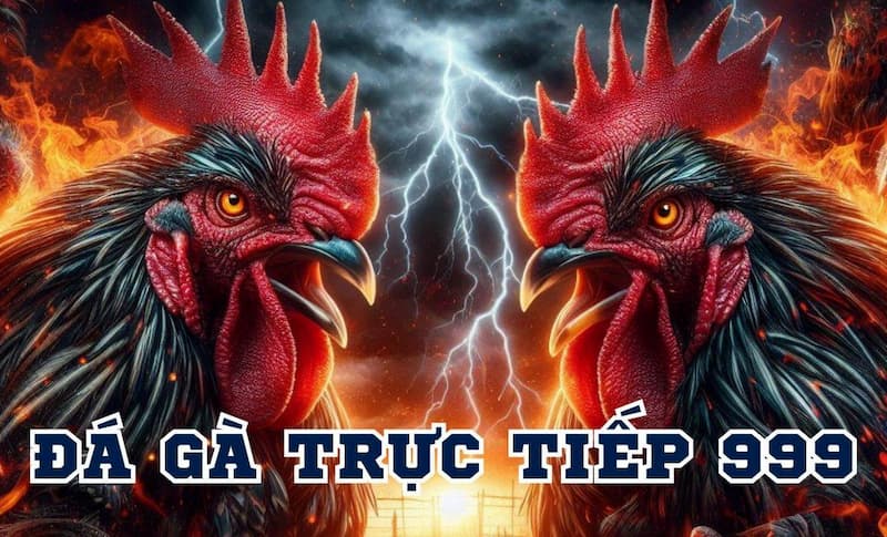 Đá gà trực tiếp 999 là gì?